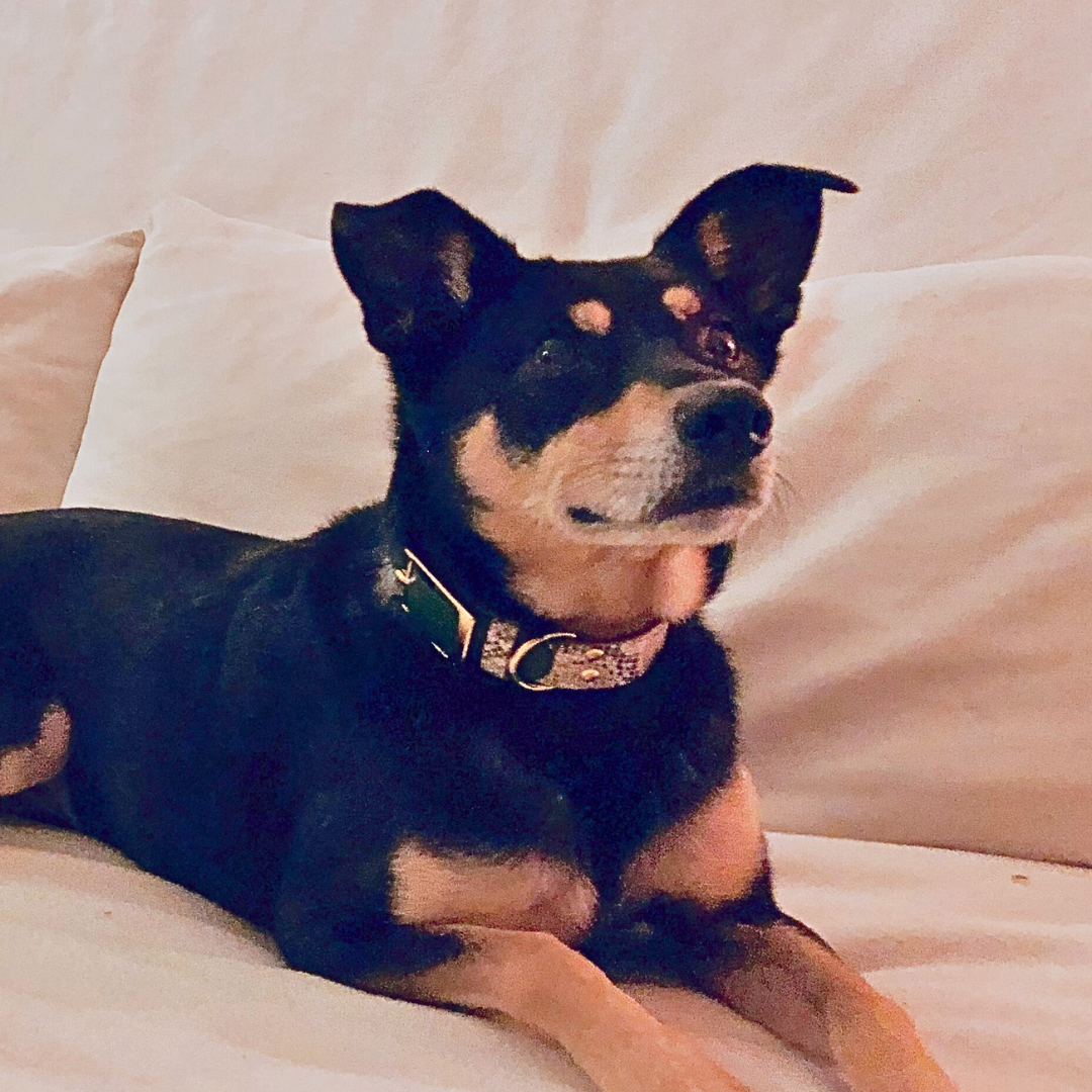 Dog with collar Ethosia in snake-olive